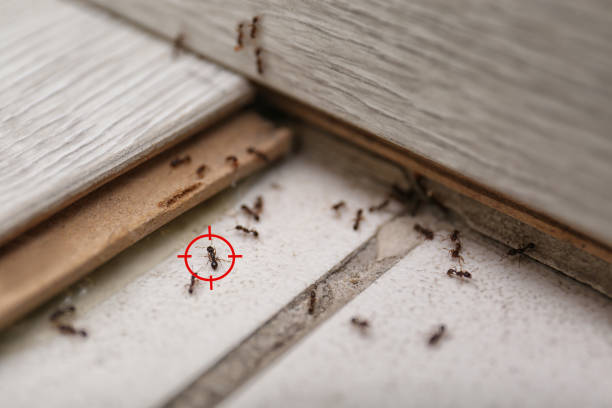 Best Emergency Pest Control  in Weiser, ID